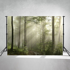 Sunshine Through The Primeval Forest Photo Backdrop - Layoris