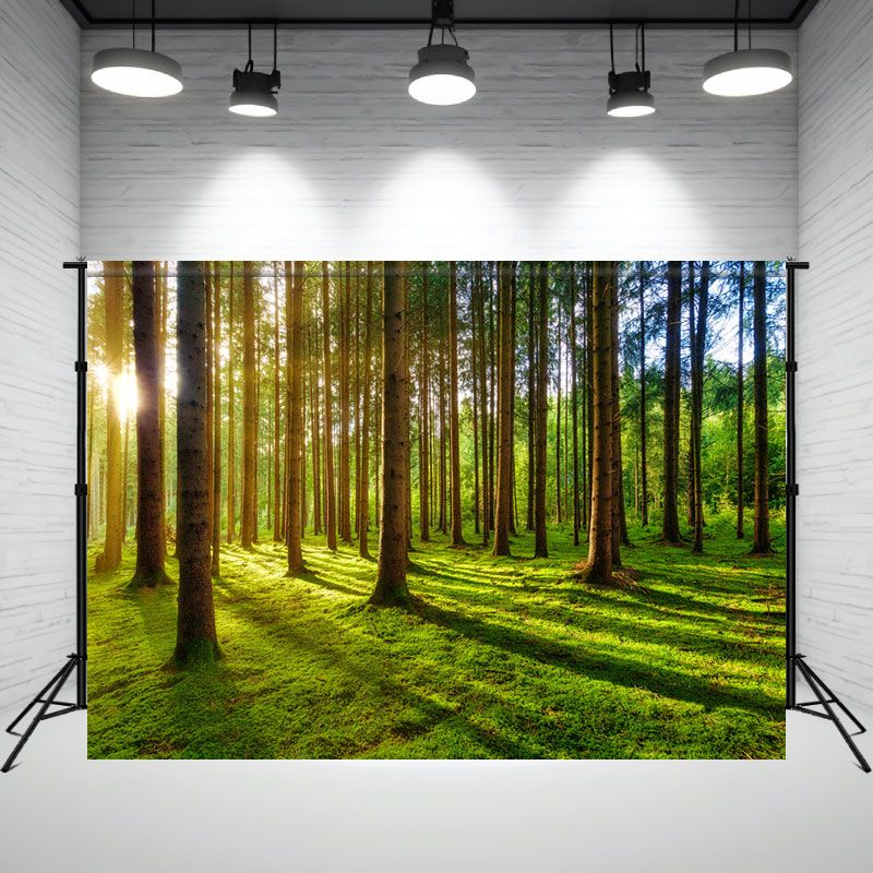 Sunlight Shining Through The Woods Forest Backdrop - Layoris