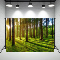 Sunlight Shining Through The Woods Forest Backdrop - Layoris
