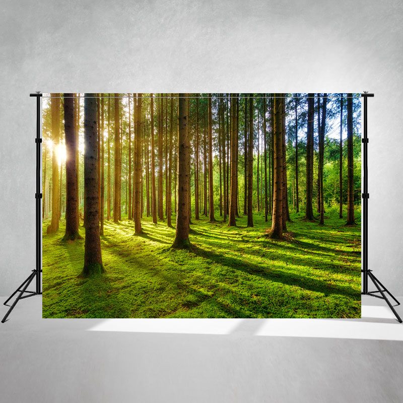 Sunlight Shining Through The Woods Forest Backdrop - Layoris