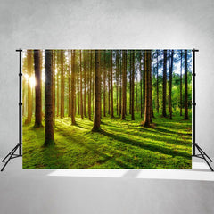 Sunlight Shining Through The Woods Forest Backdrop - Layoris