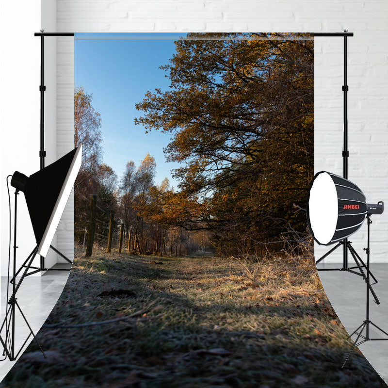 Redwood Forest And Fallen Leaves Sweep Backdrop - Layoris