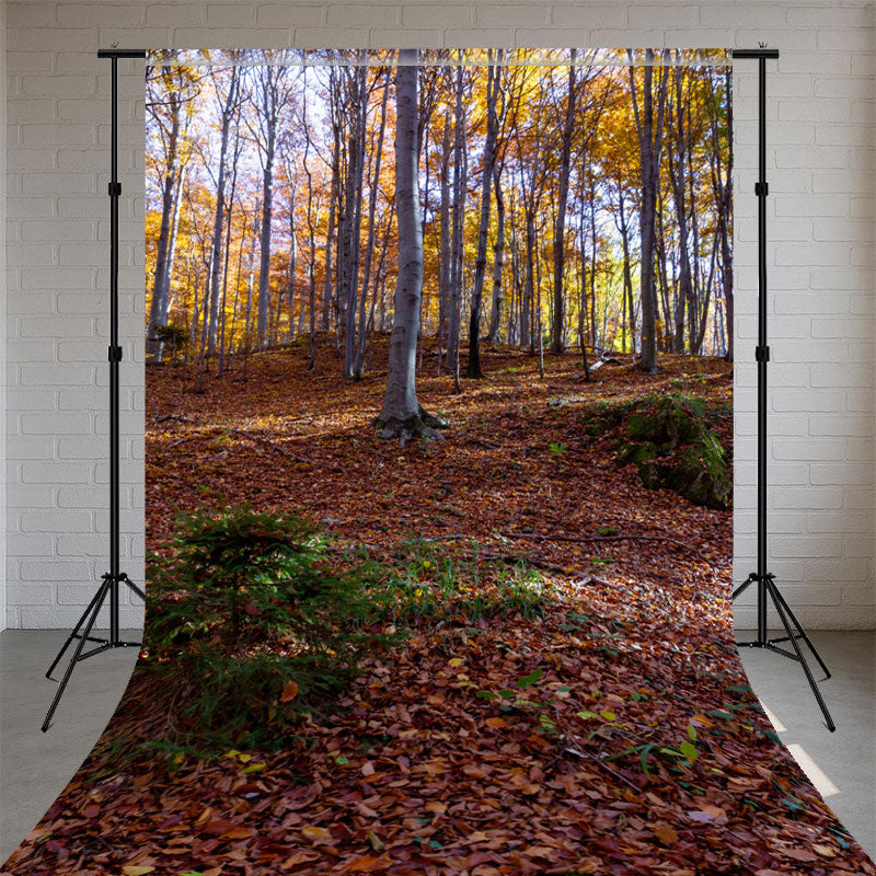 Deciduous Forest Autumn Sweep Photography Backdrop - Layoris