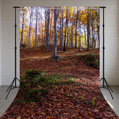 Deciduous Forest Autumn Sweep Photography Backdrop - Layoris