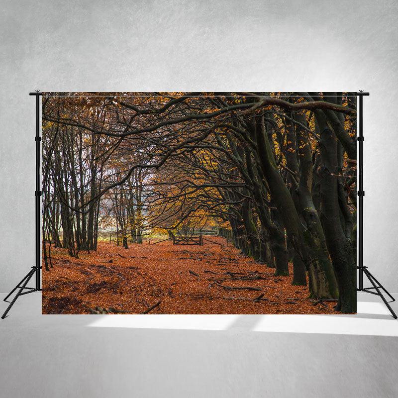 Autumn Deciduous Forest Portrait Photo Backdrop - Layoris