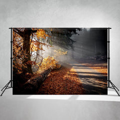 Sunlight In The Autumn Forest Studio Backdrop - Layoris