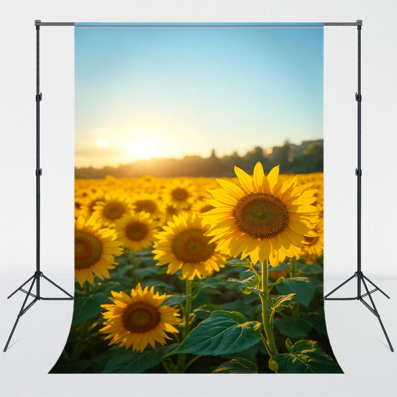 Blooming Sunflowers Landscape Photography Backdrop - Layoris
