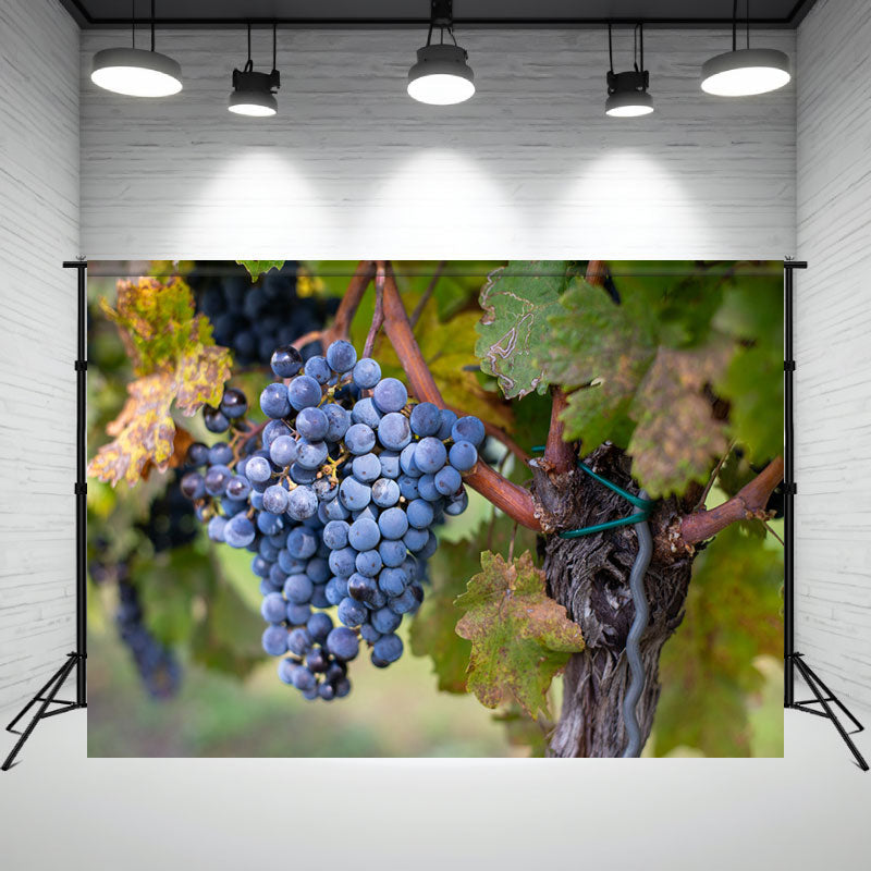 Ripe Grapes In A Hungarian Vineyard Backdrop - Layoris