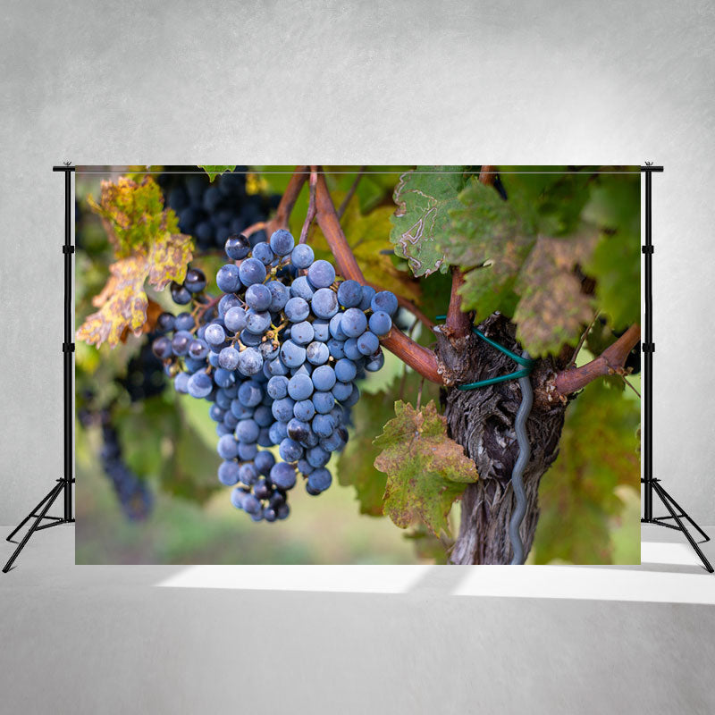 Ripe Grapes In A Hungarian Vineyard Backdrop - Layoris