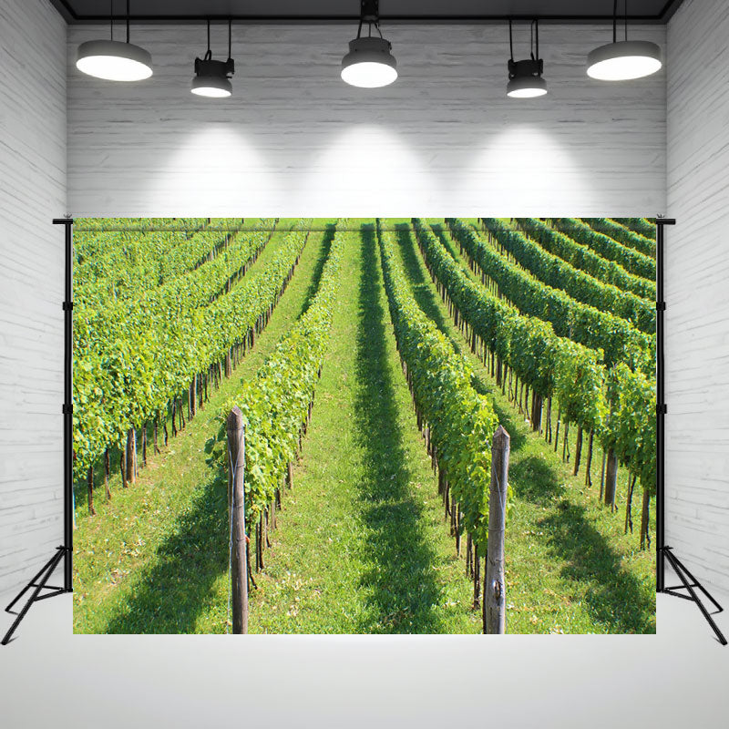 Green Grape Vines At The Winery Photo Backdrop - Layoris