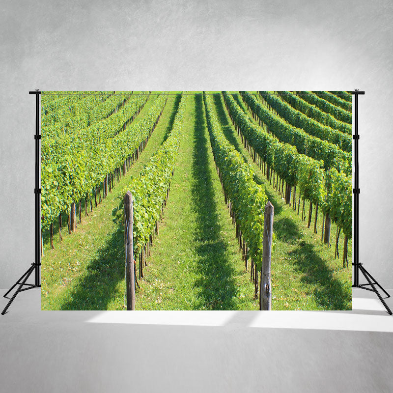 Green Grape Vines At The Winery Photo Backdrop - Layoris