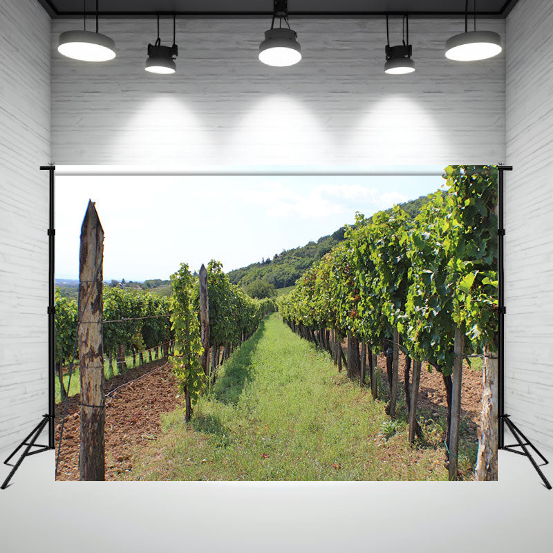 Beautiful Hungarian Vineyards Backdrop - Layoris