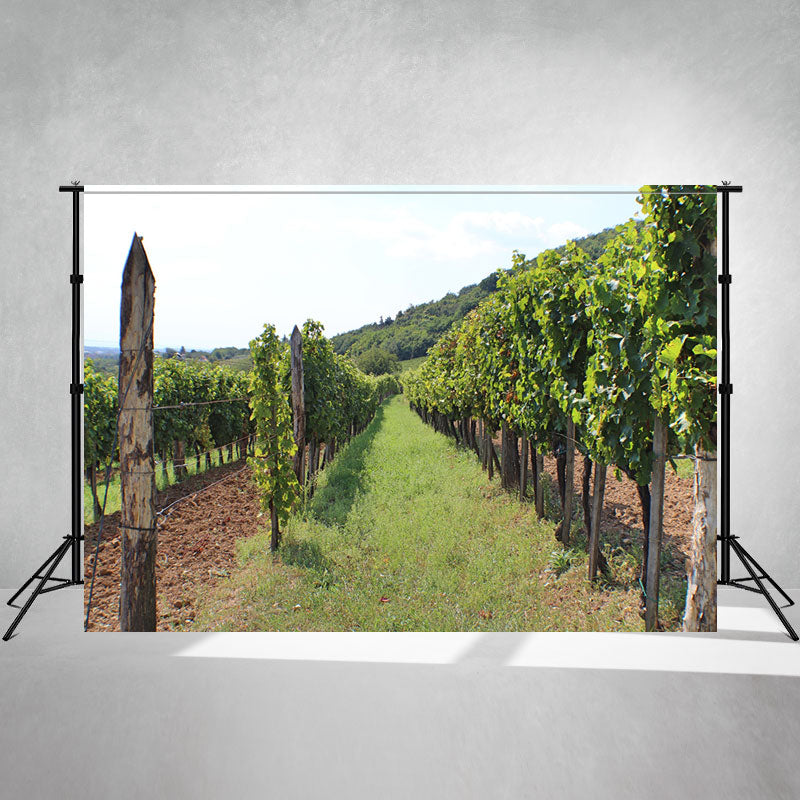 Beautiful Hungarian Vineyards Backdrop - Layoris