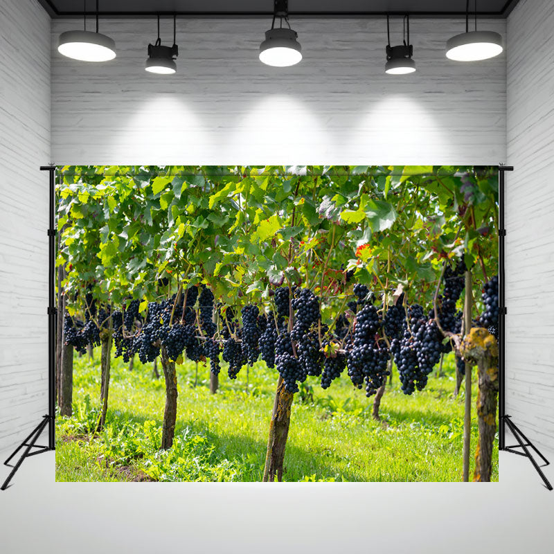 Beautiful Hungarian Red Grapes Backdrop - Layoris