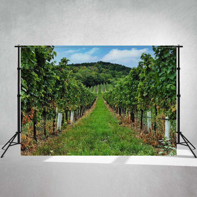 Vineyard Panorama Photography Backdrop - Layoris