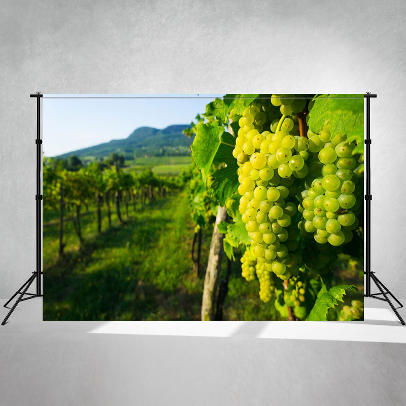 Wine Grapes In A Hungarian Vineyard Backdrop - Layoris