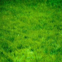 Landscape Of Meadow With Small Flowers Fabric Floor Backdrop - Layoris