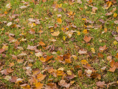 Autumn Maple Leaves Fabric Floor Backdrop - Layoris