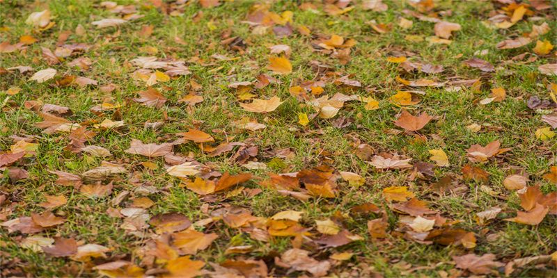 Autumn Maple Leaves Fabric Floor Backdrop - Layoris