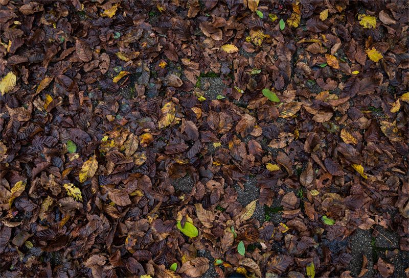 Autumn Leaves Fabric Floor Backdrop - Layoris