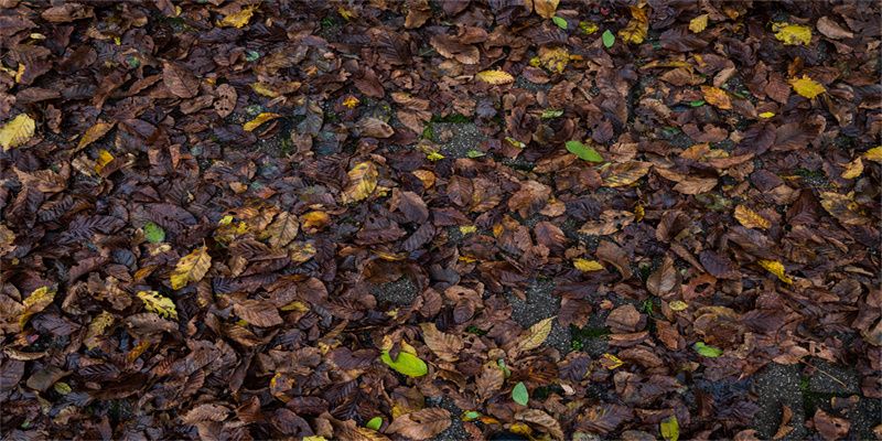 Autumn Leaves Fabric Floor Backdrop - Layoris