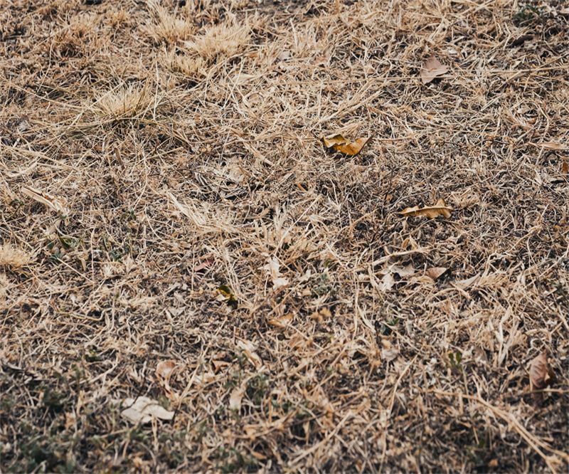 Autumn Dry Grass Fabric Floor Backdrop - Layoris