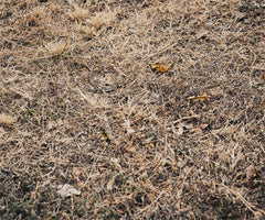 Autumn Dry Grass Fabric Floor Backdrop - Layoris