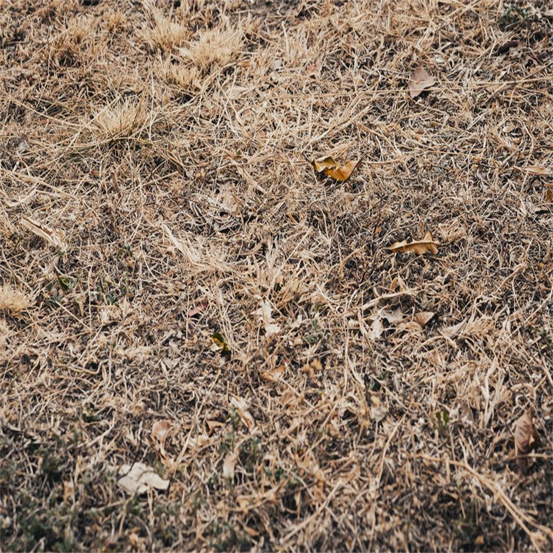 Autumn Dry Grass Fabric Floor Backdrop - Layoris