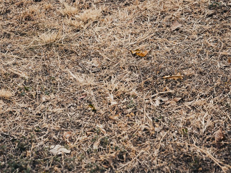 Autumn Dry Grass Fabric Floor Backdrop - Layoris
