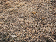 Autumn Dry Grass Fabric Floor Backdrop - Layoris