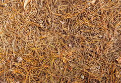 Yellow Pine Needle Floor Fabric Backdrop - Layoris