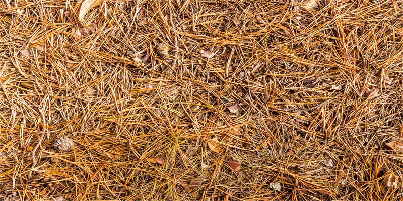 Yellow Pine Needle Floor Fabric Backdrop - Layoris