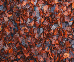 Withered Red Leaves Fabric Floor Backdrop - Layoris
