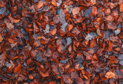 Withered Red Leaves Fabric Floor Backdrop - Layoris