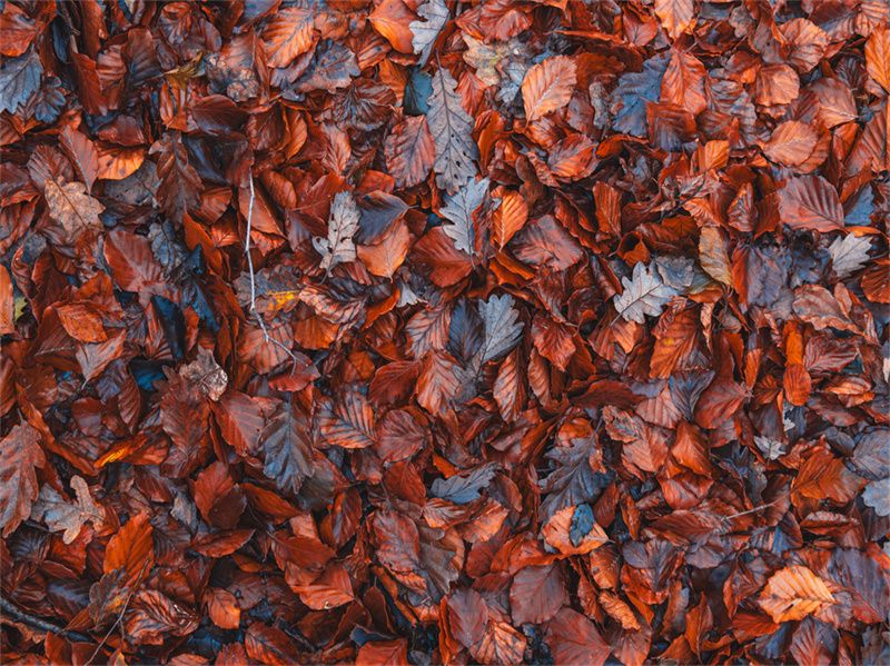 Withered Red Leaves Fabric Floor Backdrop - Layoris