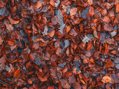 Withered Red Leaves Fabric Floor Backdrop - Layoris