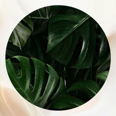 Green Monstera Tropical Leaves Round Backdrop - Layoris