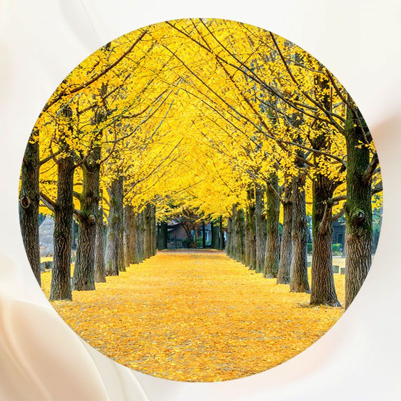 Yellow Leaf Trees And Deciduous Land Round Backdrop - Layoris