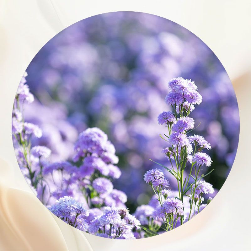 Purple Flowers Landscape Portrait Round Backdrop - Layoris