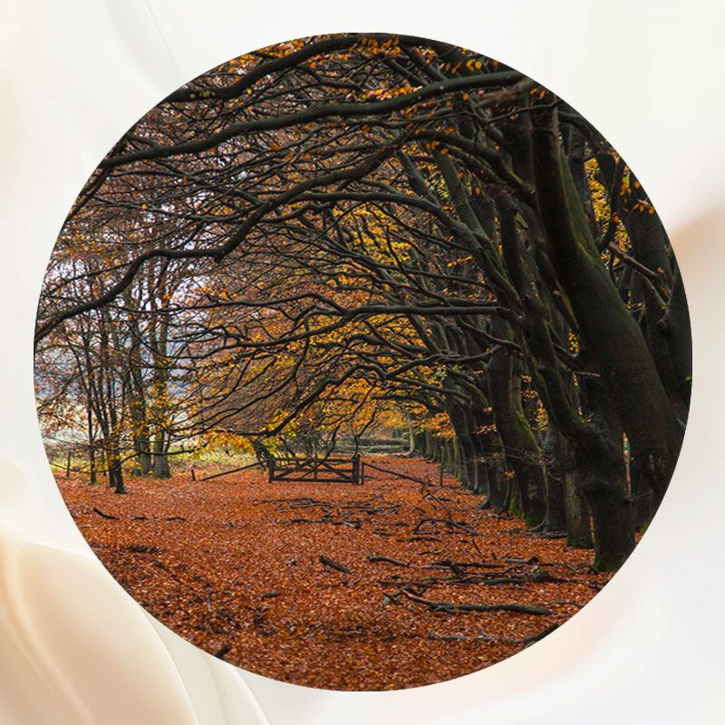 Autumn Deciduous Forest Portrait Round Backdrop - Layoris
