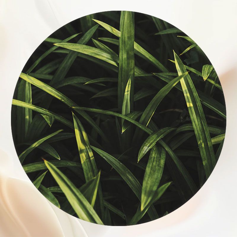 Lush Grassland Portrait Circle Backdrop - Layoris