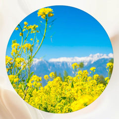 Blooming Rapeseed Flowers Landscape Round Backdrop - Layoris