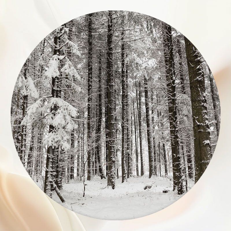 Snow Covered Forest In Winter Circle Backdrop - Layoris